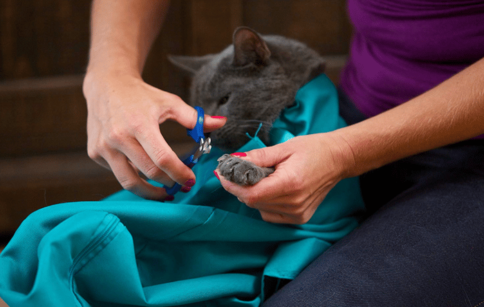 KätzchenTrager™ Bequemes Reisen für Katzen