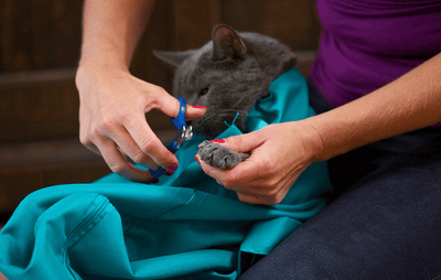 KätzchenTrager™ Bequemes Reisen für Katzen