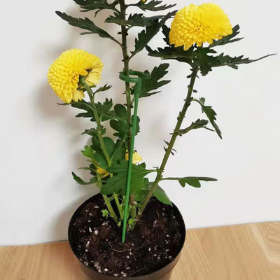 GrünerSpross™ Blühender Garten Saatgut