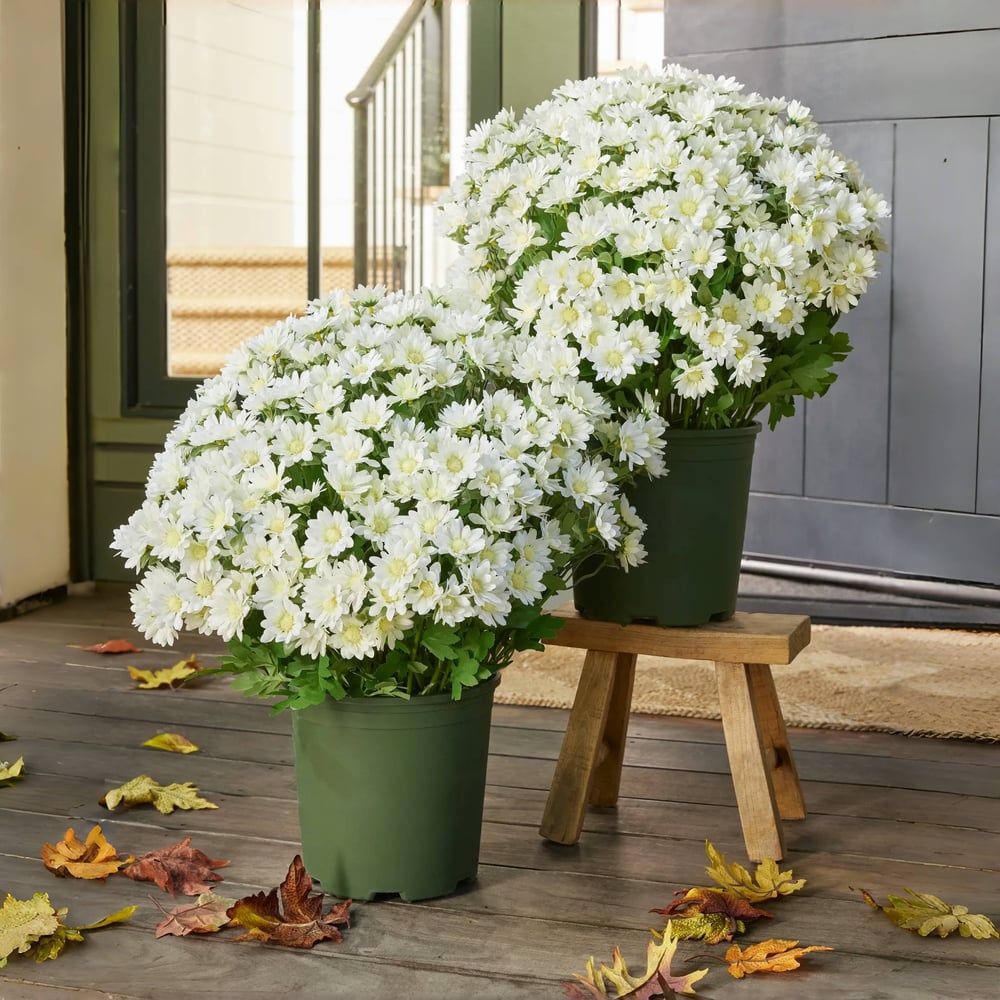 Künstliche Chrysanthemen | UV-beständig | Herbst-Deko für draußen | Naturgetreues Seidenmischgewebe
