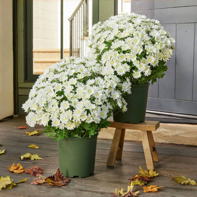Künstliche Chrysanthemen | UV-beständig | Herbst-Deko für draußen | Naturgetreues Seidenmischgewebe
