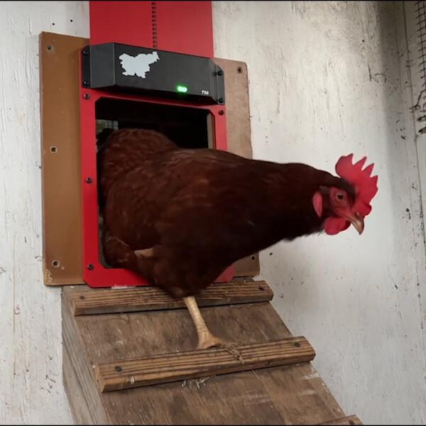 GeflügelWächter™ Automatisierte Coop-Sicherheit