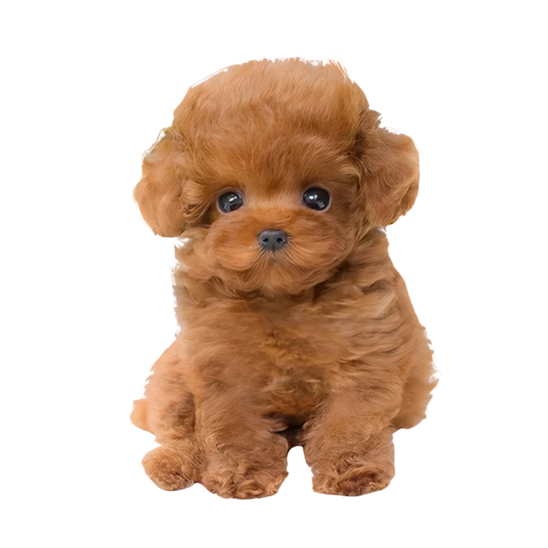 Plüschtier Hund | Realistisches Design | Weiches Kuscheltier für Kinder & Erwachsene