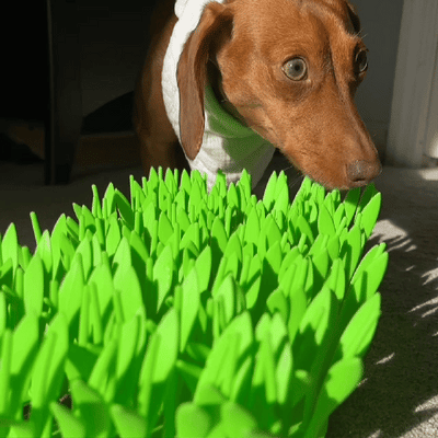 Langsamer Tierfutterspender Matte | Silikon Futterunterlage mit Saugfüßen | Fördert langsames Fressen & mentale Stimulation