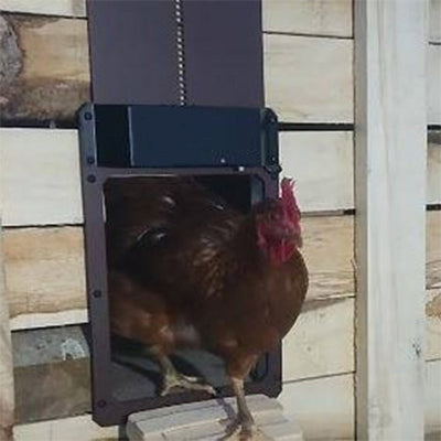 GeflügelWächter™ Automatisierte Coop-Sicherheit